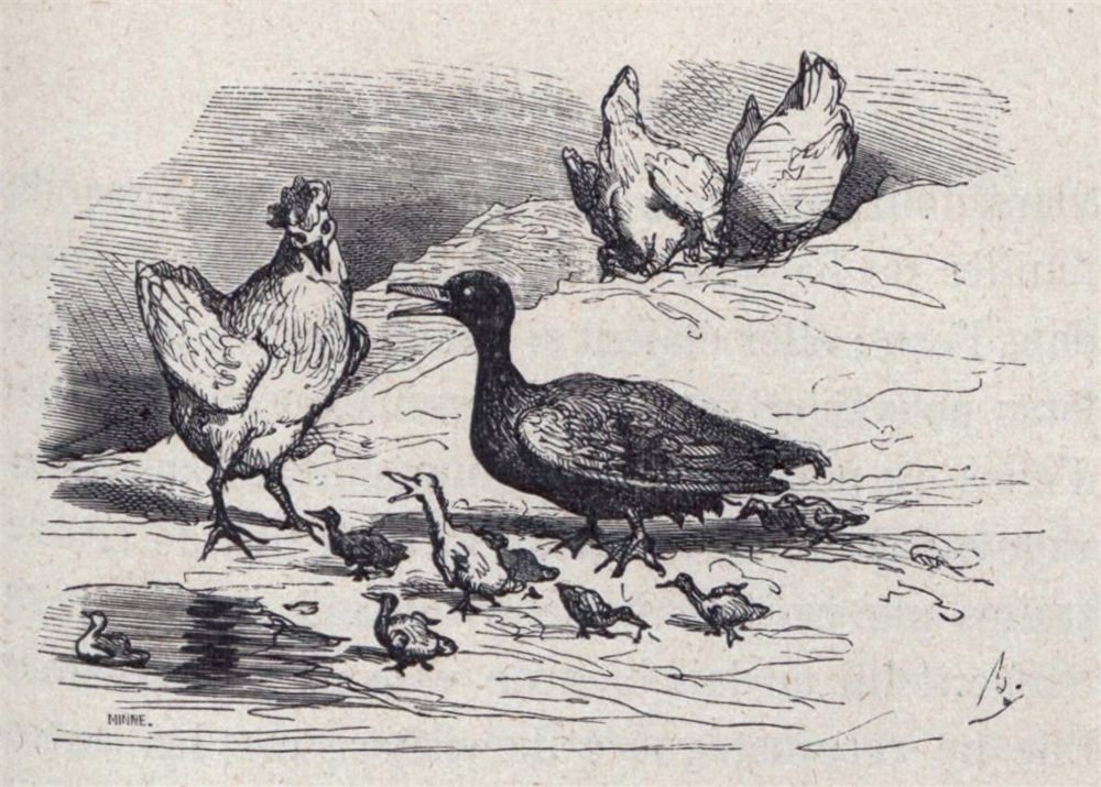 Illustration de Bertall pour Le Vilain Petit Canard, de Hans Christian Andersen.
